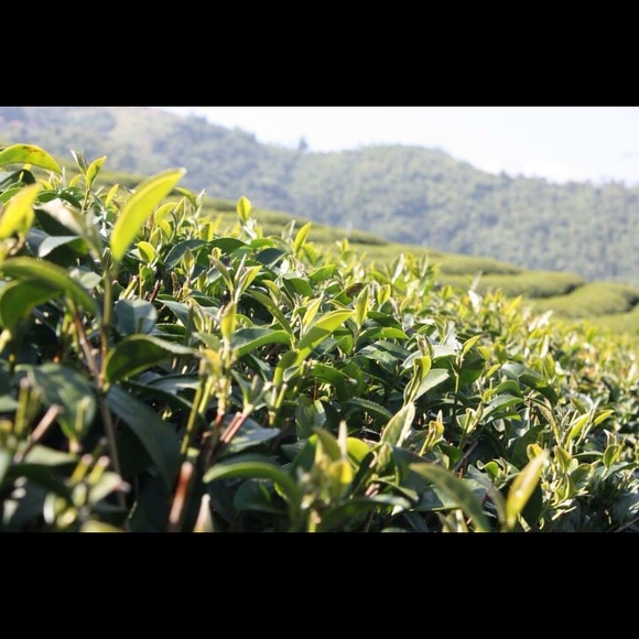 Meet your Posher, Sue - Picture 1 of 5